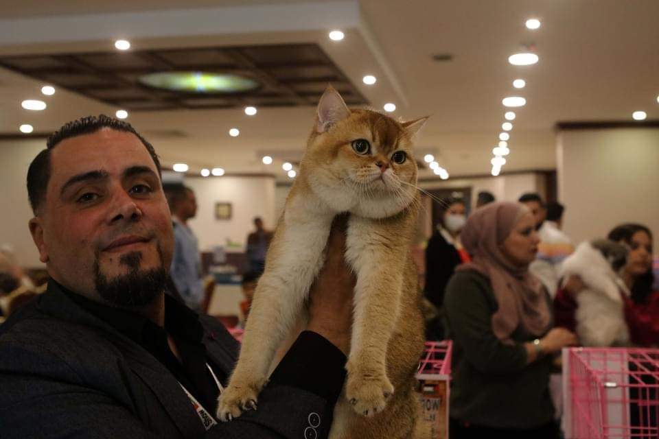 📷مسابقة جمال القطط في عمان بالأردن.