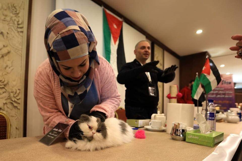 📷مسابقة جمال القطط في عمان بالأردن.