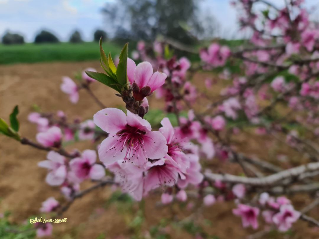 📷 ازهار شجرة الخوخ