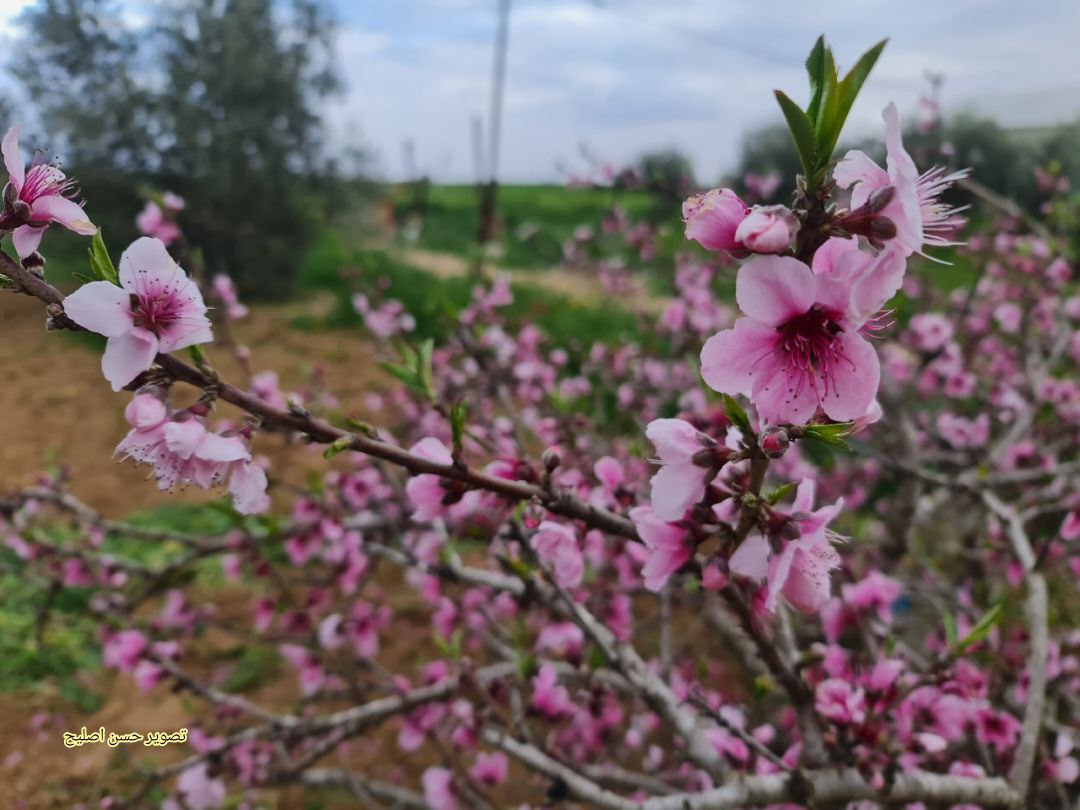 📷 ازهار شجرة الخوخ