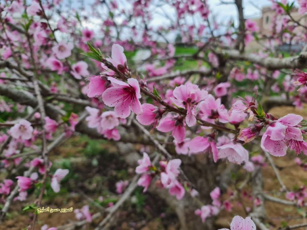 📷 ازهار شجرة الخوخ