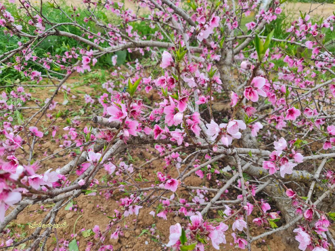 📷 ازهار شجرة الخوخ