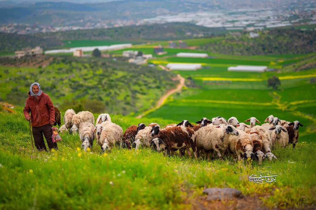 من الطبيعة الخلابة في بلدة جلبون شمال شرق جنين.
