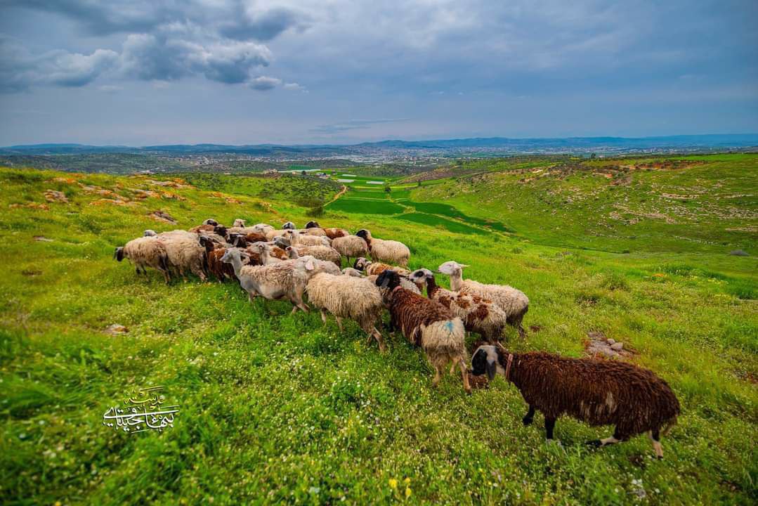 من الطبيعة الخلابة في بلدة جلبون شمال شرق جنين.
