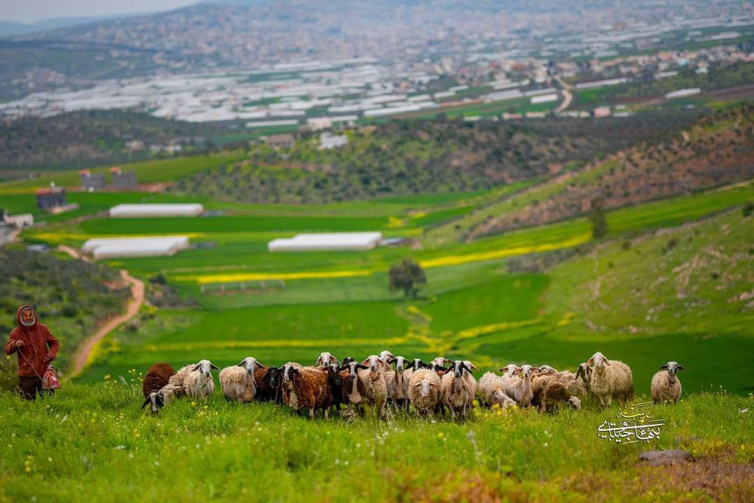 من الطبيعة الخلابة في بلدة جلبون شمال شرق جنين.

