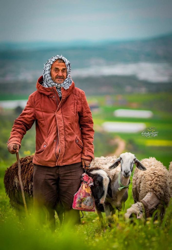 من الطبيعة الخلابة في بلدة جلبون شمال شرق جنين.
