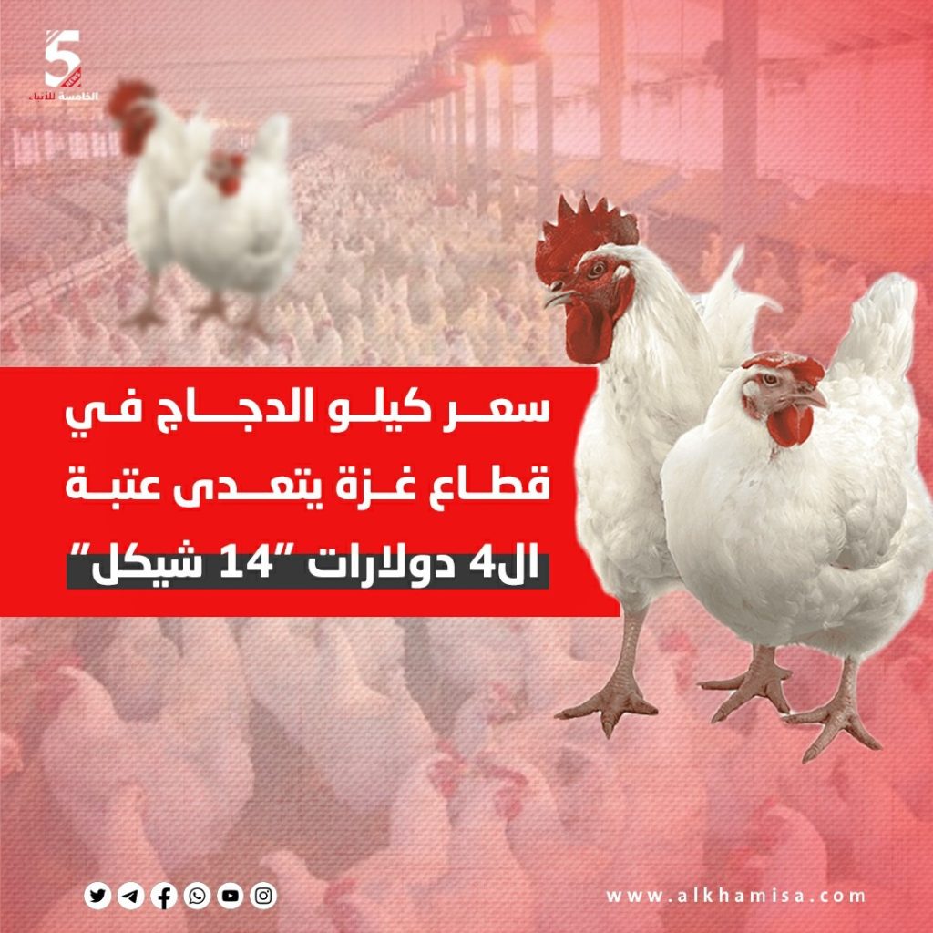 سعر كيلو الدجاج في غزة يتعدى عتبة ال 4 دولارات "14 شيكل"