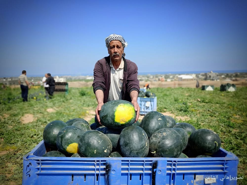 بدء موسم قطف البطيخ في قطاع غزة وتوقعات بإنتاج حوالي 50 ألف طن.
