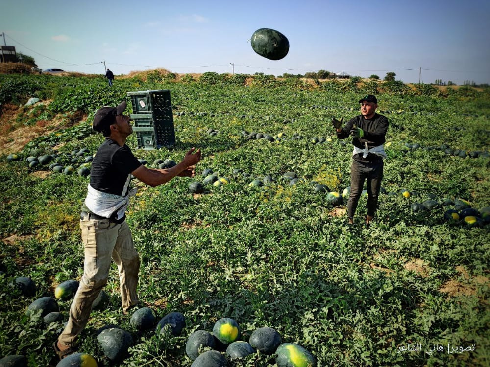 بدء موسم قطف البطيخ في قطاع غزة وتوقعات بإنتاج حوالي 50 ألف طن.
