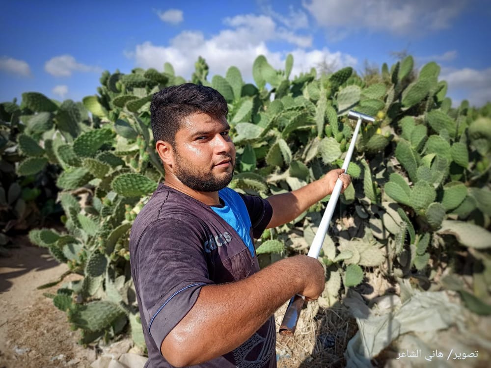 📷 صور| قطف ثمار التين الشوكي/الصبر في ريف خان يونس الشرقي جنوبي قطاع غزة.