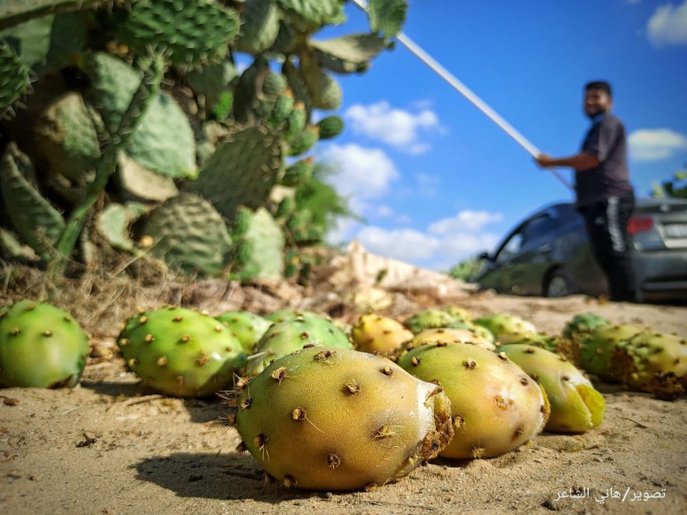 📷 صور| قطف ثمار التين الشوكي/الصبر في ريف خان يونس الشرقي جنوبي قطاع غزة.