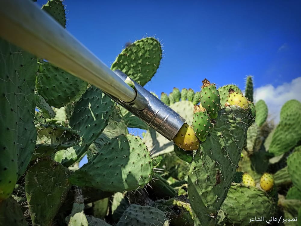 📷 صور| قطف ثمار التين الشوكي/الصبر في ريف خان يونس الشرقي جنوبي قطاع غزة.