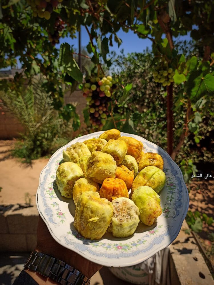 📷 صور| قطف ثمار التين الشوكي/الصبر في ريف خان يونس الشرقي جنوبي قطاع غزة.