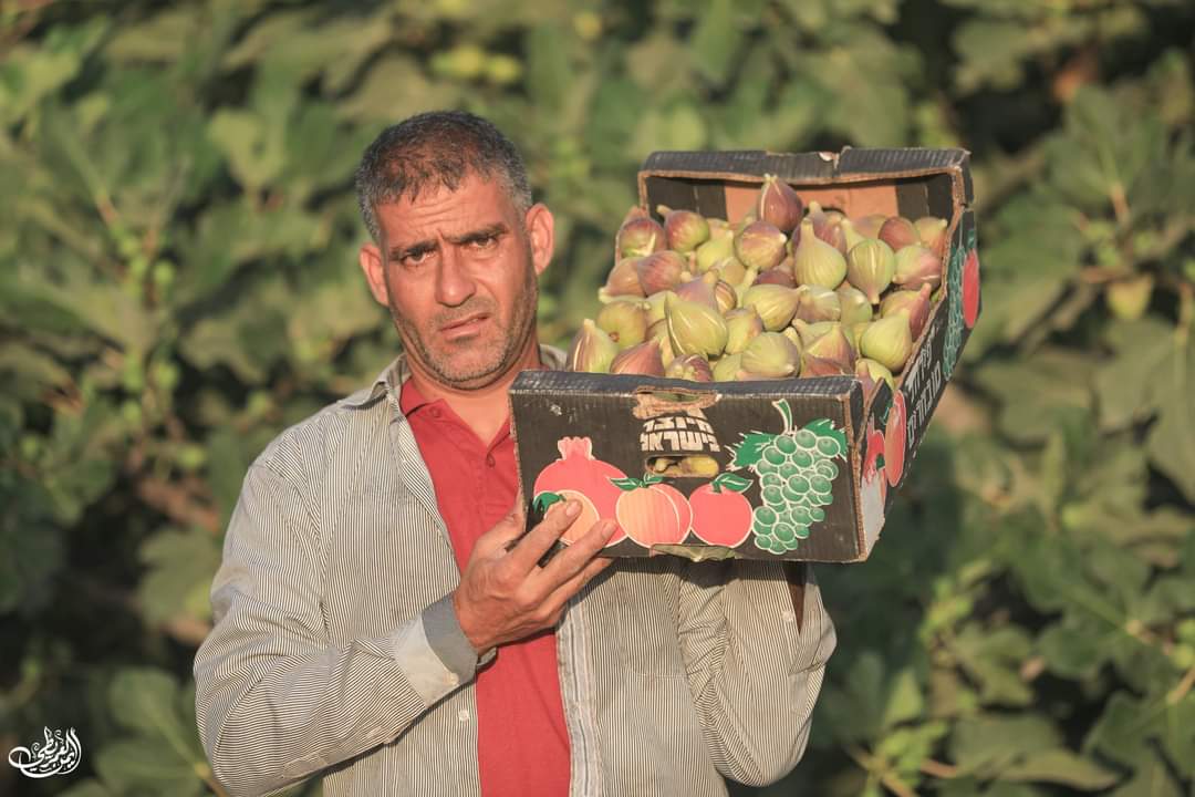 📷مزارعون يحصدون ثمار التين في ساحل الشيخ عجلين في غزة