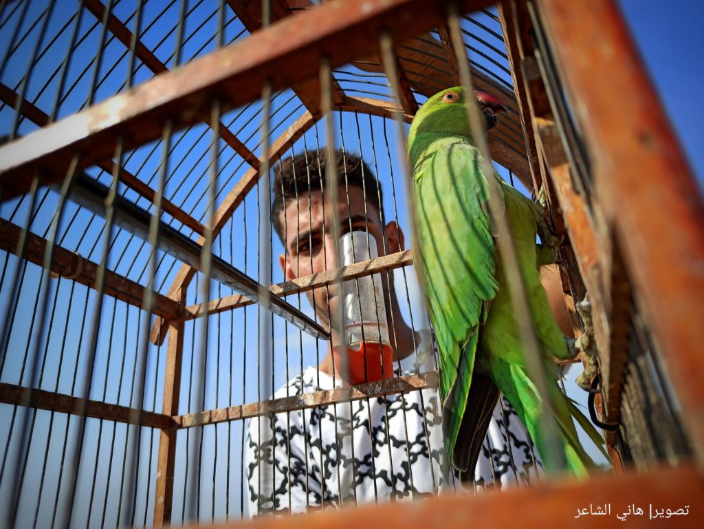 صور |هواة الصيد يصطادون أعداد كبيرة من "ببغاء الدُرّة" الجميل
