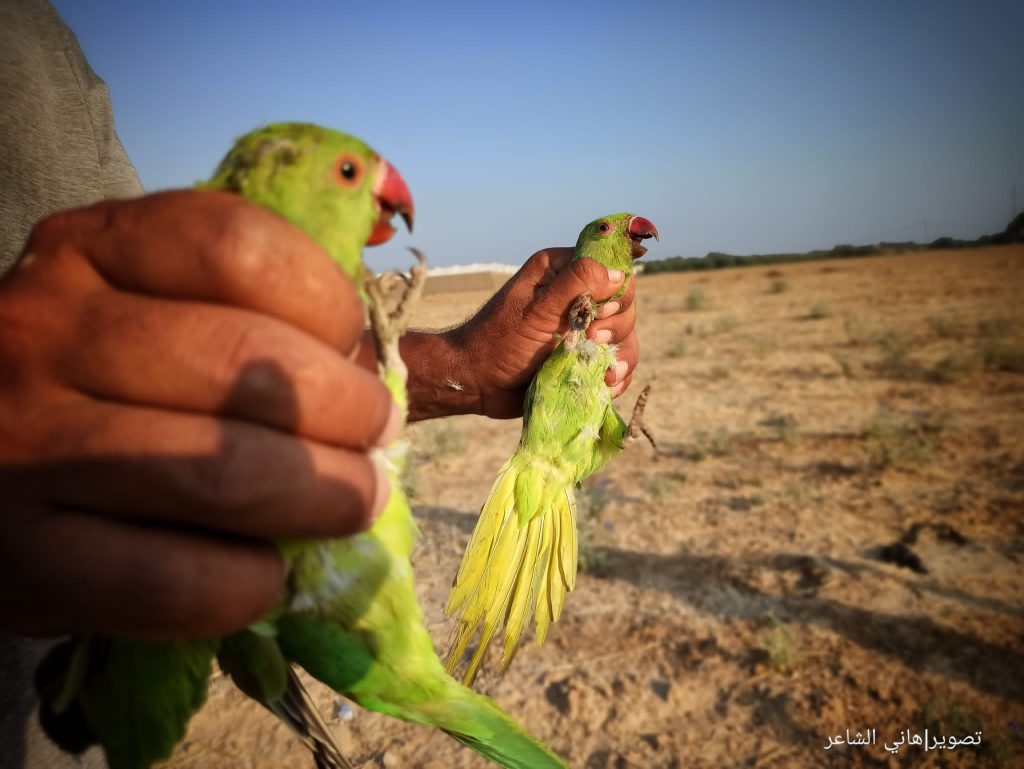 صور |هواة الصيد يصطادون أعداد كبيرة من "ببغاء الدُرّة" الجميل
