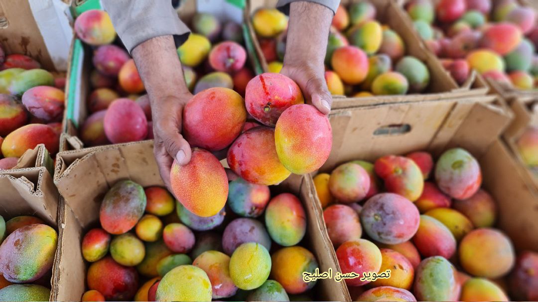 📷صور| محصول المانجا في غزة الذي دمره العدوان الإسرائيلي والطقس الحار