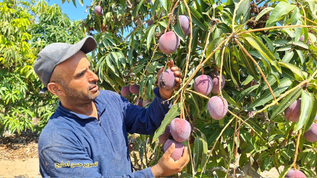 📷صور| محصول المانجا في غزة الذي دمره العدوان الإسرائيلي والطقس الحار