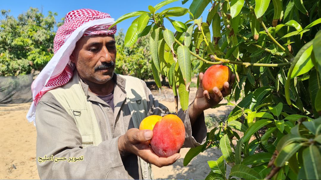 📷صور| محصول المانجا في غزة الذي دمره العدوان الإسرائيلي والطقس الحار