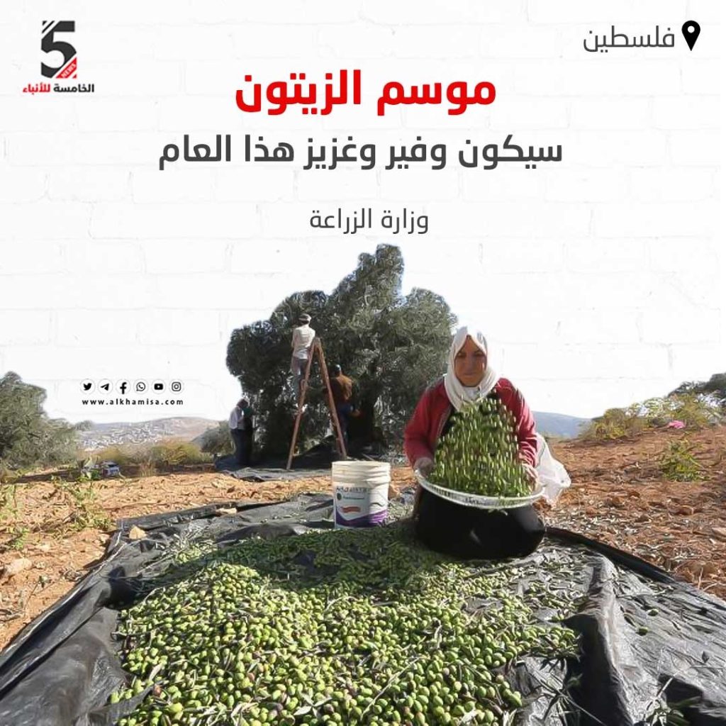 موسم قطف الزيتون في فلسطين 