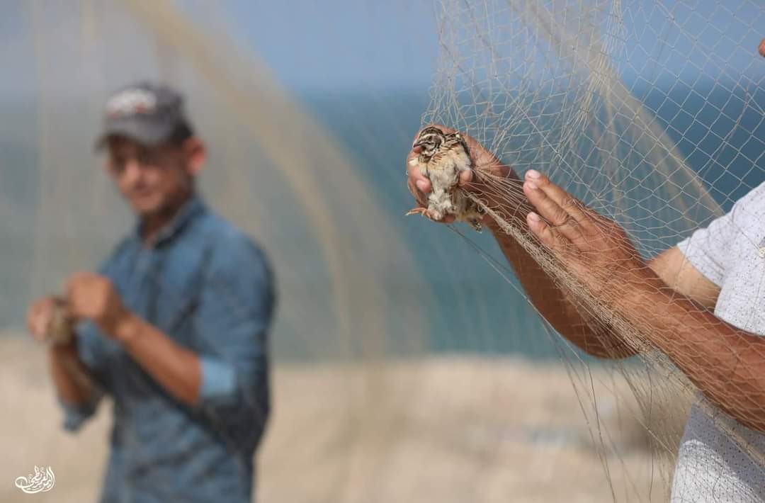 صيد "الفر" السمان مصدر لرزق الغلابا والبسطاء في غزة