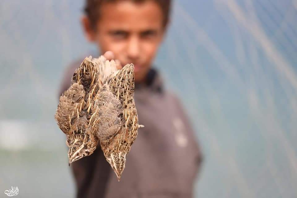 صيد "الفر" السمان مصدر لرزق الغلابا والبسطاء في غزة