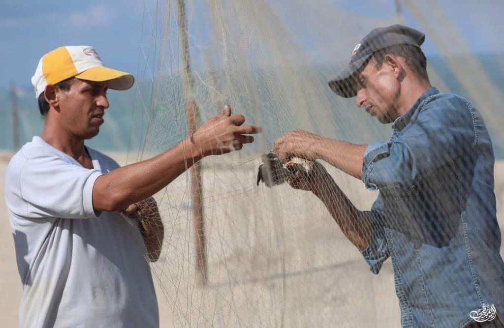 صيد "الفر" السمان مصدر لرزق الغلابا والبسطاء في غزة