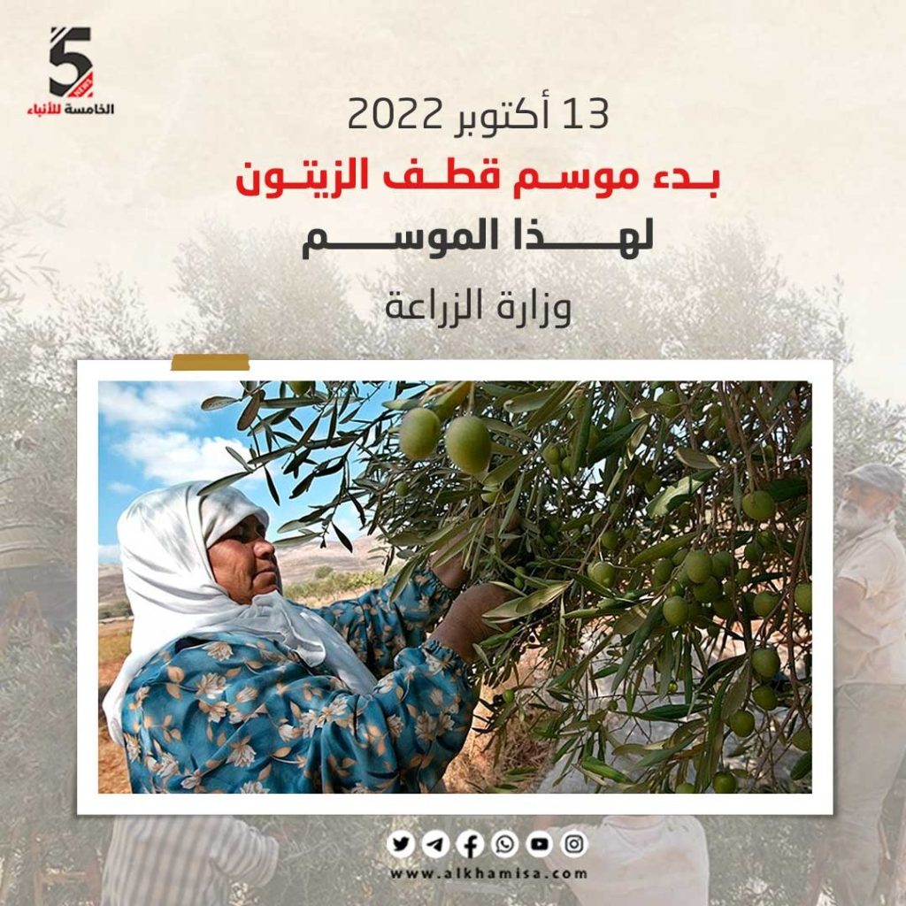 بدء موسم قطف الزيتون 