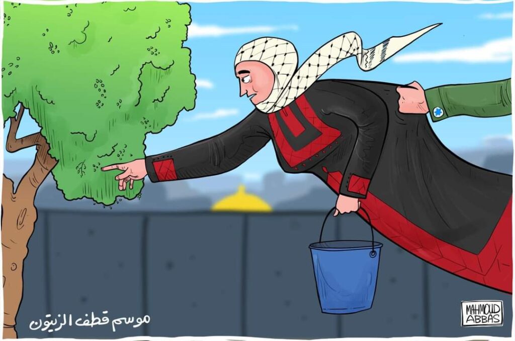 موسم قطف الزيتون في فلسطين