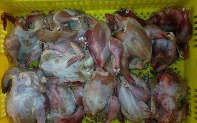 ضبط وإتلاف لحوم دواجن فاسدة بالمحافظة الوسطى