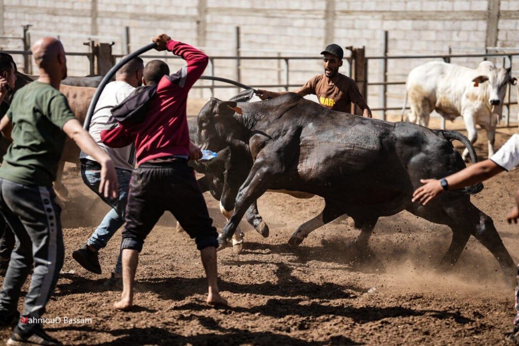 مشاهد شعبية لاستقبال عجول الأضاحي في مخيمات رفح جنوب القطاع