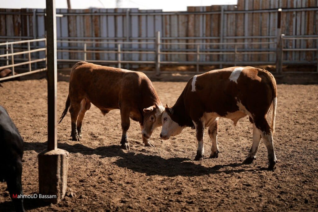 مشاهد شعبية لاستقبال عجول الأضاحي في مخيمات رفح جنوب القطاع