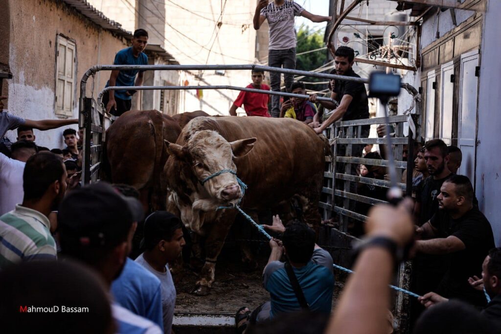 مشاهد شعبية لاستقبال عجول الأضاحي في مخيمات رفح جنوب القطاع