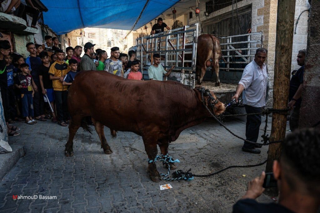 مشاهد شعبية لاستقبال عجول الأضاحي في مخيمات رفح جنوب القطاع