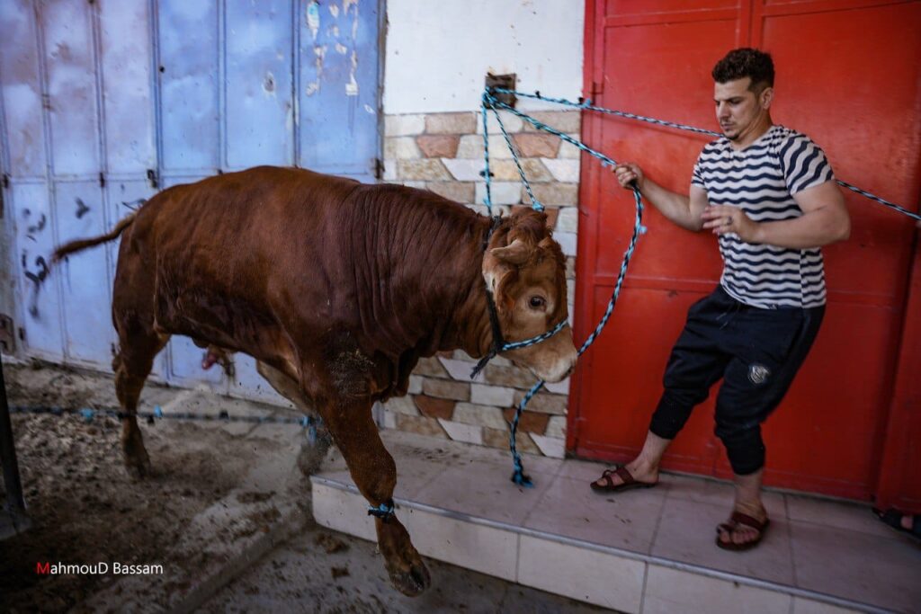 مشاهد شعبية لاستقبال عجول الأضاحي في مخيمات رفح جنوب القطاع