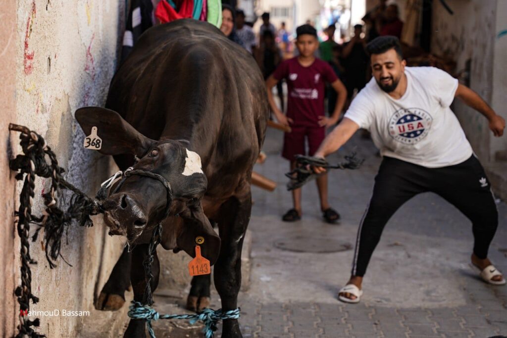 مشاهد شعبية لاستقبال عجول الأضاحي في مخيمات رفح جنوب القطاع