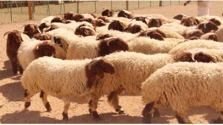حكم الأضحية في المذاهب الأربعة