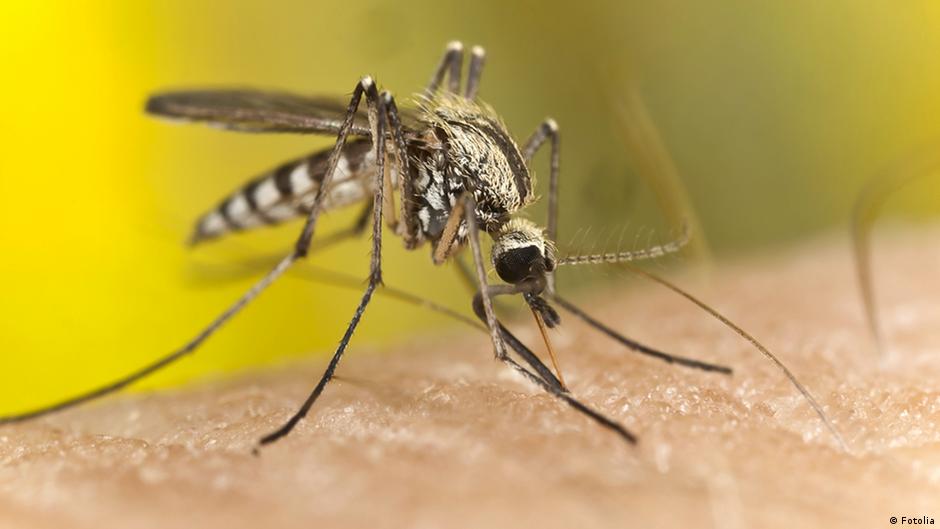 5خطوات تبقي الباعوض بعيداً عنك