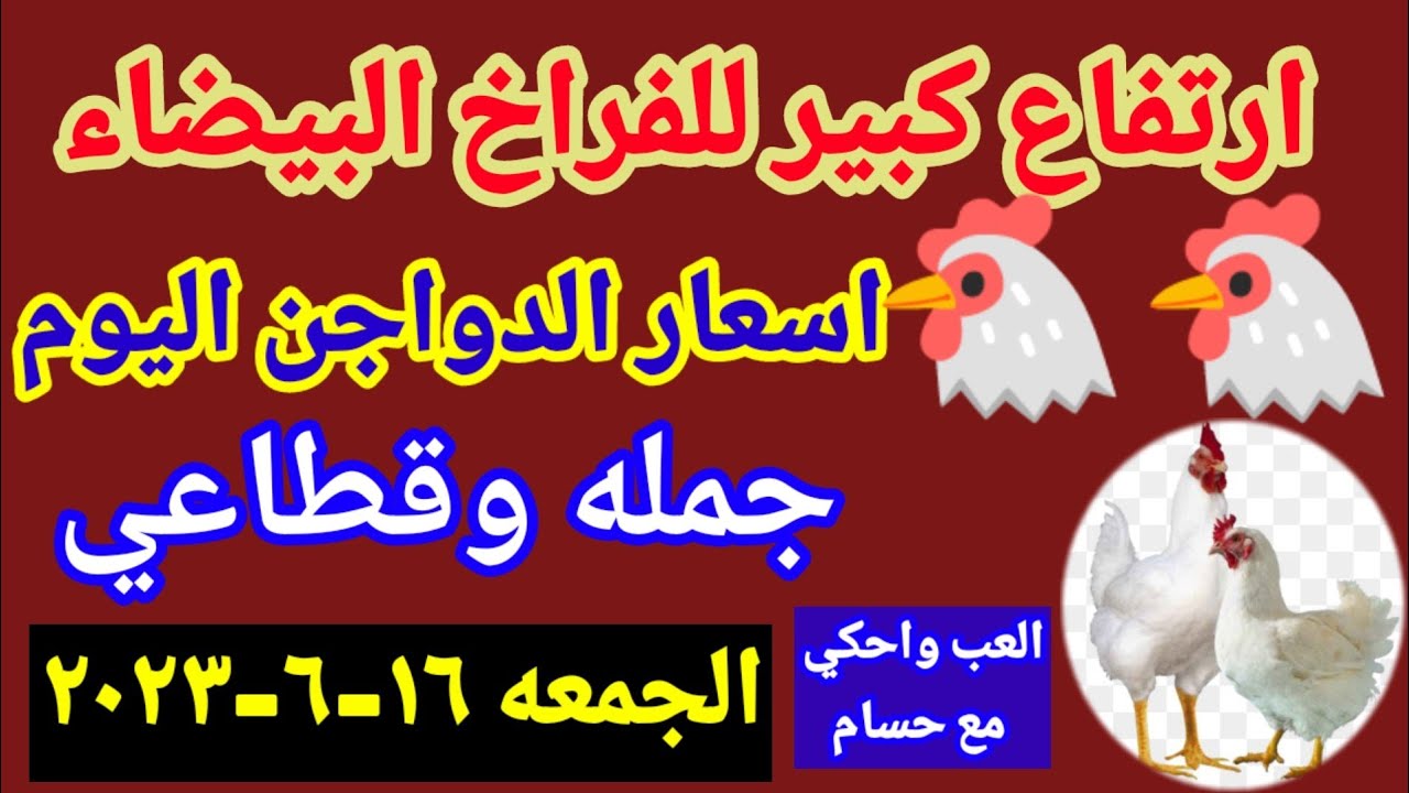 أسعار الدواجن في مصر.. الجمعة 16-6-2023