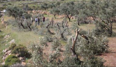 مستعمرون يحطمون 50 شجرة مثمرة جنوب نابلس