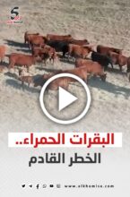 البقرات الحمراء.. الخطر القادم