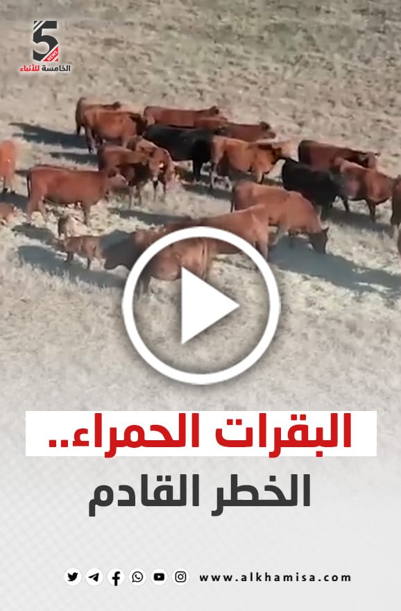 البقرات الحمراء.. الخطر القادم