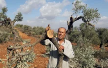 مستوطنون يقطعون أشجار الزيتون في دير أبو مشعل شمال غرب رام الله