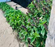 حلول النازحين لمواجهة غلاء الأسعار