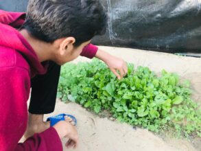 حلول النازحين لمواجهة غلاء الأسعار