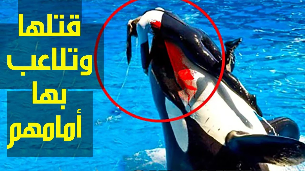 شاهد بالفيديو.. الأوركا تفترس مدربته جيسيكا