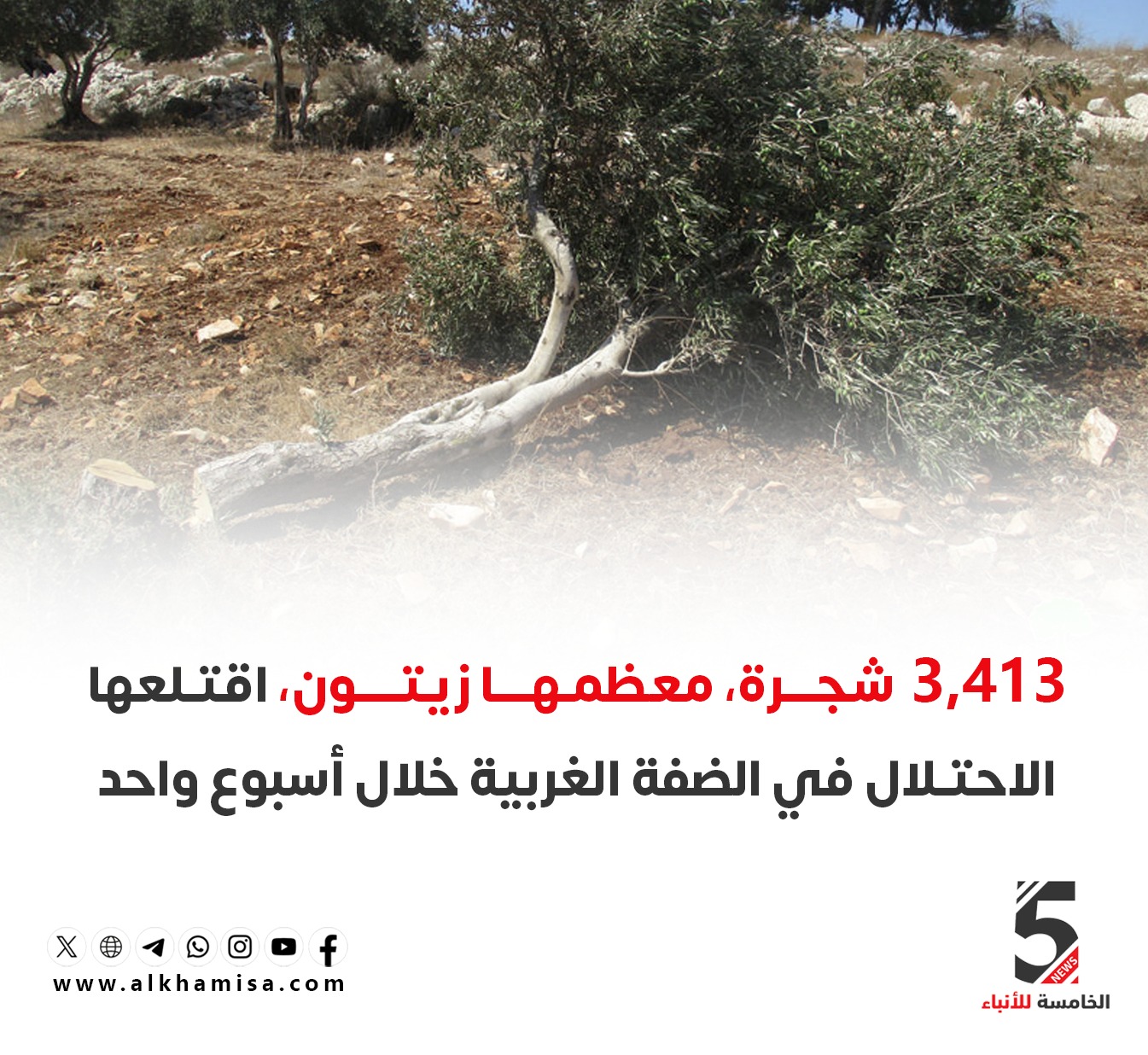 3413 شجرة زيتون اقتلعها الاحتلال في الضفة الغربية خلال أسبوع