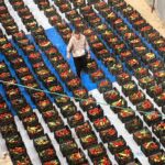 الصحفي محمد قشطة… وجه الإنسانية في حرب الإبادة