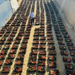 الصحفي محمد قشطة… وجه الإنسانية في حرب الإبادة