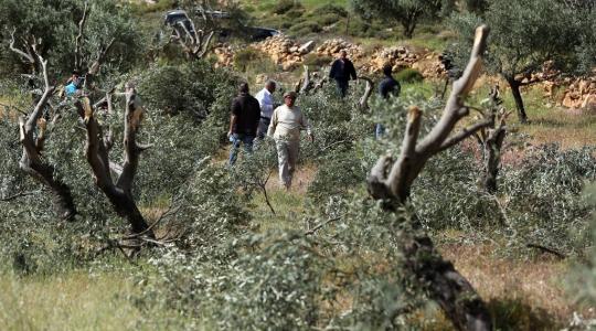 مستوطنون يعربدون في الخليل.. إصابات وإقتلاع أشجار زيتون ومهاجمة منازل المواطنين